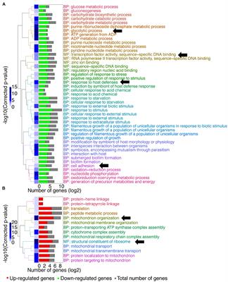 Function Analysis of MBF1, a Factor Involved in the Response to Amino Acid Starvation and Virulence in Candida albicans